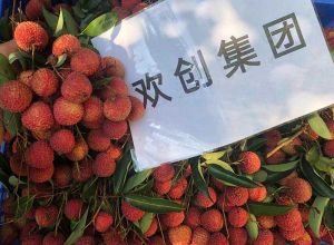 夏日好“枝”味，押球集团官网押球集团官网押球集团官网押球集团官网首页-押球(中国)-押球(中国)
集团发福“荔”啦